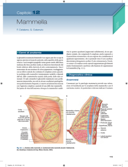 Mammella - Doctor 33