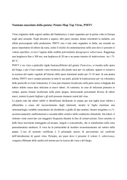 Nanismo maculato della patata: Potato Mop Top Virus, PMTV