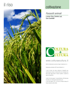 il riso - ResearchGate