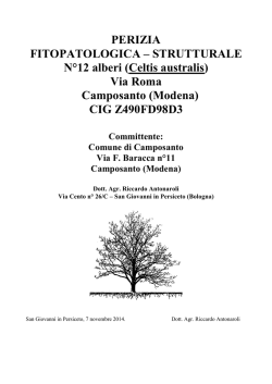Perizia fitopatologica - strutturale alberatura di Via Roma (Relazione)