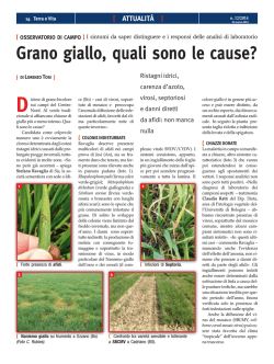 Grano giallo, quali sono le cause?