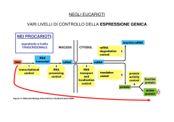 1. Trascrizione