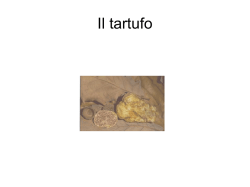 Schede sintetiche(425 KB)