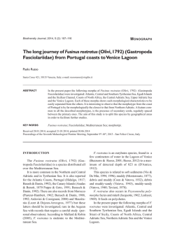 (Olivi, 1792) (Gastropoda Fasciolariidae) from Portugal coasts to