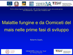 Malattie fungine e da Oomiceti del mais nelle prime fasi di sviluppo
