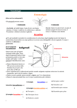 Astigmati Acarina Entomologia
