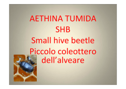 AETHINA TUMIDA SHB Small hive beetle Piccolo coleottero dell