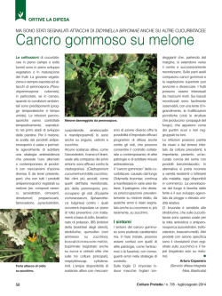 Cancro gommoso su melone