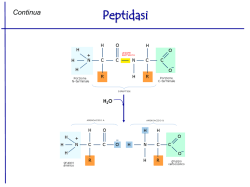 Lezione (5) XV 28.04.14 Peptidasi 2