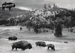 Untitled - Mozzarella Bar