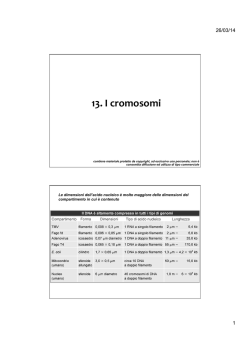13. cromosomi - E