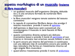 Il tessuto muscolare striato scheletrico istogenesi