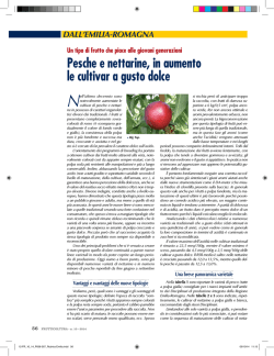 Pesche e nettarine, in aumento le cultivar a gusto dolce