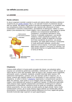 Lezione in PDF