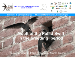 (I): I “bangers” di rondone comune Apus apus, loro strategie di muta