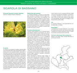 SCAROLA DI BASSANO - Veneto Agricoltura