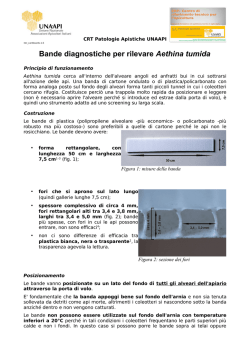Bande diagnostiche per rilevare Aethina tumida