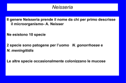 Corynebacterium diphteriae
