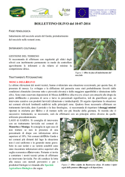 Bollettino olivo del 10-07