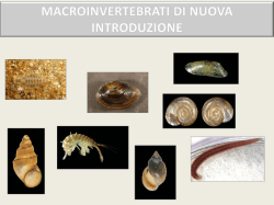 macro nuova introduzione