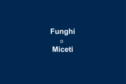 Miceti - WordPress.com