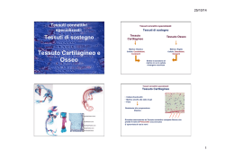 Tessuti di sostegno Tessuto Cartilagineo e Osseo