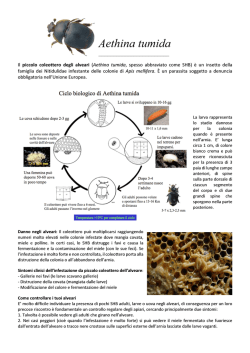 Aethina tumida - Apicoltura Angrisani