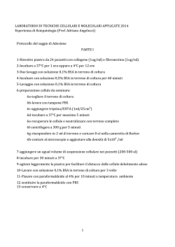 2 - adriano angelucci