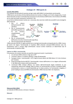 Citologia 19 - RNA (parte 2)