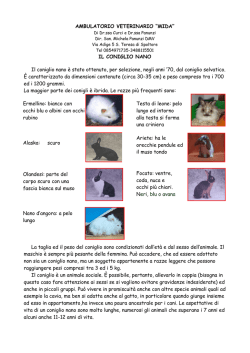 Il coniglio nano - ambulatorio veterinario mida