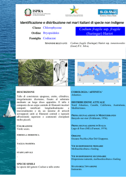 Codium fragile ssp. fragile