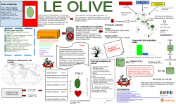 Filiera agricola delle olive