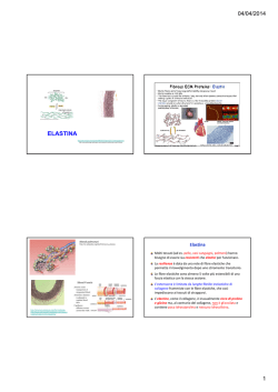 Diapositive elastina