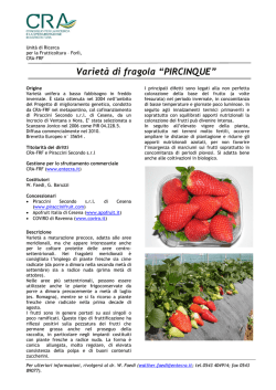 Varietà di fragola “PIRCINQUE”