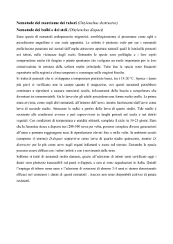Nematode del marciume dei tuberi (Ditylenchus destructor