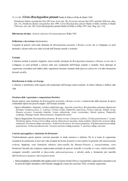 51.1.4 Cirsio-Brachypodion pinnati