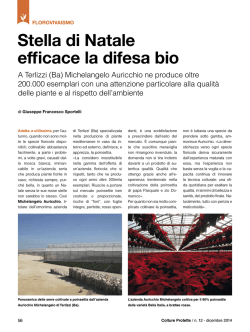 Stella di Natale efficace la difesa bio