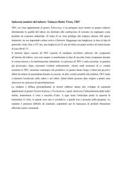 Suberosi anulare del tubero: Tobacco Ratte Virus, TRV