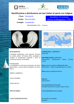 Amathina tricarinata
