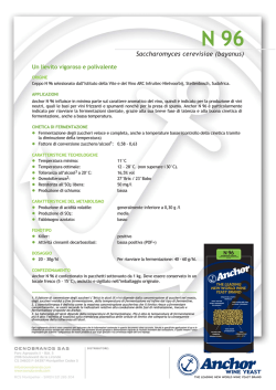 Anchor N 96 - Oenobrands.com