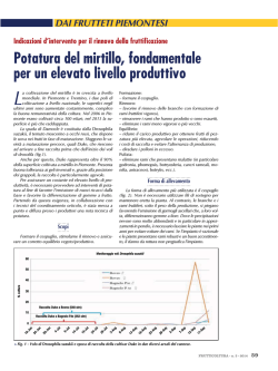 Potatura del mirtillo, fondamentale per un elevato livello