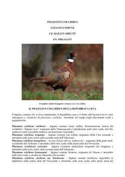 PHASIANUS COLCHIDUS FAGIANO COMUNE CZ: BAŽANT