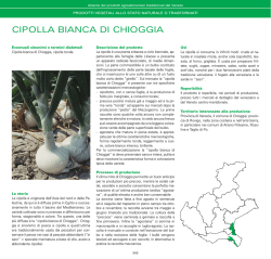 CIPOLLA BIANCA DI CHIOGGIA