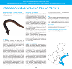 ANGUILLA DELLE VALLI DA PESCA VENETE