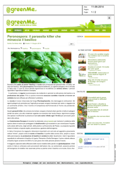 Peronospora: il parassita killer che minaccia il basilico