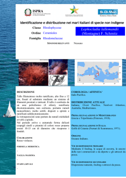 Lophocladia lallemandii