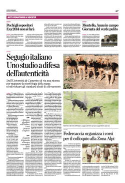 Il cane segugio italiano