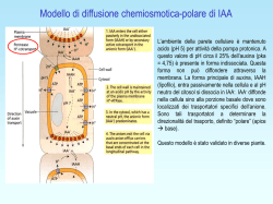 Modello di diffusione chemiosmotica-polare di IAA