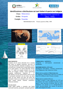 Marsupenaeus japonicus