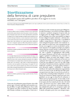 Sterilizzazione della femmina di cane prepubere
